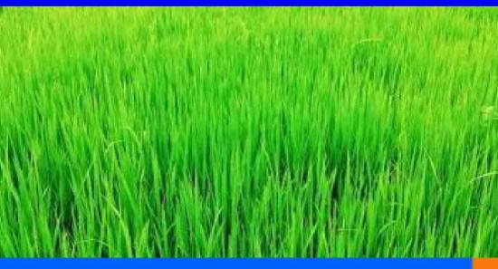 பருவமழைக்கு முன் நெற்செய்கையை முன்னெடுக்க திட்டம்
